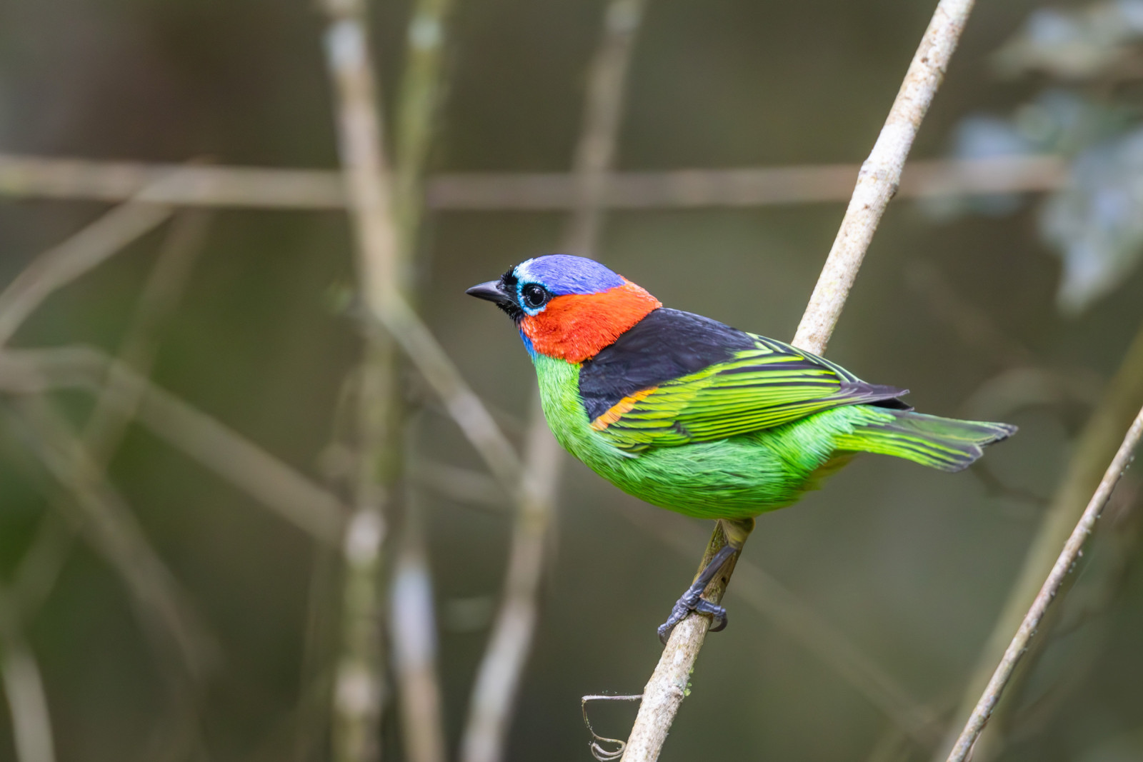 image Red-necked Tanager